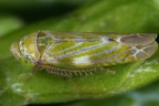 Hemiptera Congress