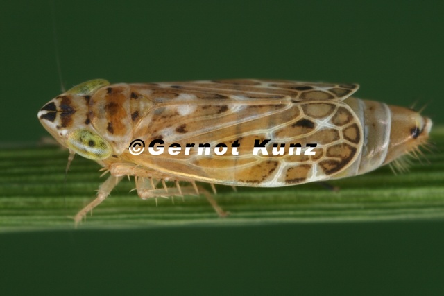 Adarrus_exornatus_M1_2.jpg