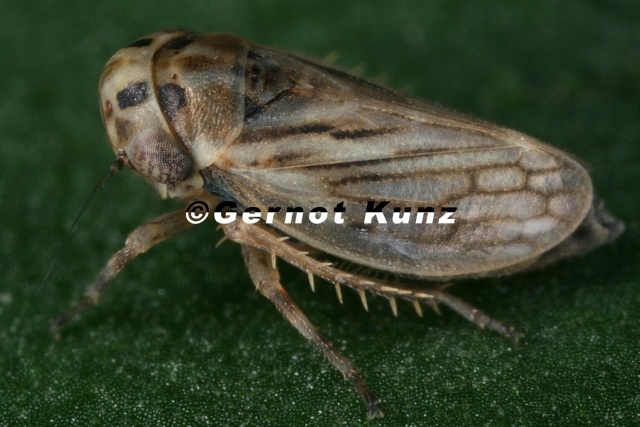 Anaceratagallia ribauti Wiesen-Dickkopfzikade W1 2 - Anaceratagallia_ribauti__Wiesen-Dickkopfzikade_W1_2.jpg Anaceratagallia_ribauti__Wiesen-Dickkopfzikade_W1_2.jpg