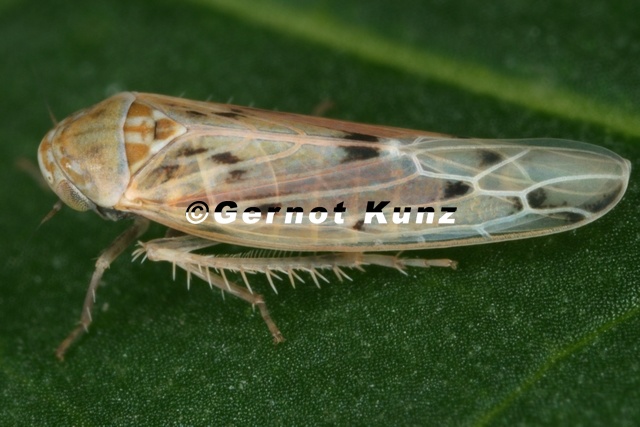 Balclutha punctata Gemeine Winterzirpe W53 2 - Balclutha_punctata__Gemeine_Winterzirpe_W53_2.jpg Balclutha_punctata__Gemeine_Winterzirpe_W53_2.jpg