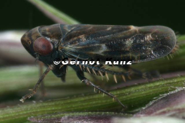 Deltocephalus_pulicaris__Wiesenflohzirpe_M15_2.jpg