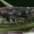 Deltocephalus pulicaris  Wiesenflohzirpe M15 2