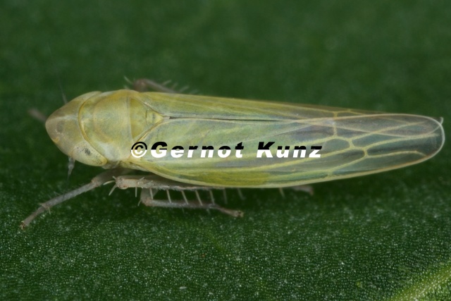 Dikraneura_variata__Schmielen-Blattzikade_W2_2.jpg