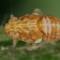 Ditropis pteridis  Farn-Spornzikade 1 2