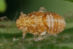 Ditropis pteridis  Farn-Spornzikade 1 2