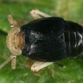 Ditropis pteridis  Farn-Spornzikade M1 2