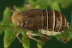 Ditropis pteridis  Farn-Spornzikade W17 2