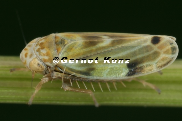 Erythria pedemontana M1 2 - Erythria_pedemontana_M1_2.jpg Erythria_pedemontana_M1_2.jpg