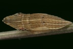 Eupelix cuspidata  L  ffelzikade L2 2