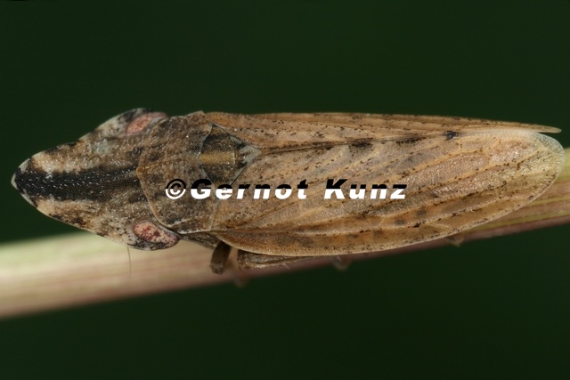 Eupelix cuspidata L ffelzikade W5 2 - Eupelix_cuspidata__L__ffelzikade_W5_2.jpg Eupelix_cuspidata__L__ffelzikade_W5_2.jpg