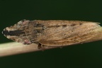 Eupelix cuspidata  L  ffelzikade W5 2