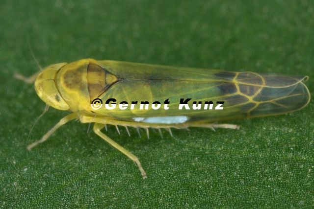 Eupteryx filicum Farn-Blattzikade M1 2 - Eupteryx_filicum__Farn-Blattzikade_M1_2.jpg Eupteryx_filicum__Farn-Blattzikade_M1_2.jpg