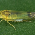 Eupteryx filicum  Farn-Blattzikade M1 2