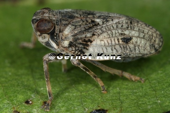 Issus coleoptratus  Echte K  ferzikade M8 2