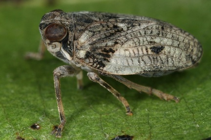 Issus coleoptratus  Echte K  ferzikade M8 2