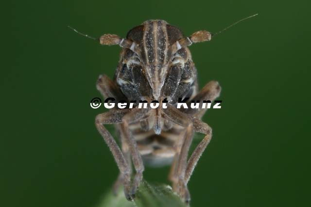 Javesella_dubia__Forken-Spornzikade_Mb28_2.jpg