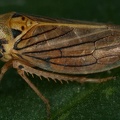 Macropsis fuscula  Himbeer Maskenzikade W16 2