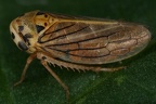 Macropsis fuscula  Himbeer Maskenzikade W16 2