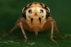 Macropsis fuscula  Himbeer Maskenzikade W19 2