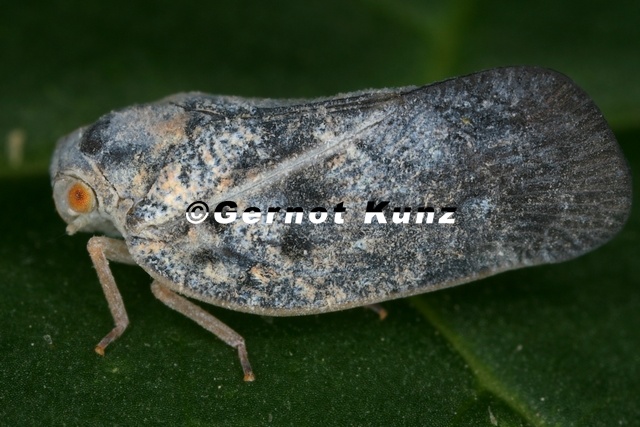 Metcalfa_pruinosa__Schmetterlingszikade_M17_2.jpg