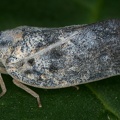 Metcalfa pruinosa  Schmetterlingszikade M17 2
