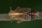 Ribautodelphax collina  H  gelspornzikade M6 2