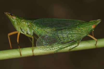 Dictyophara multireticulata  Gro  er Laternentr  ger K1 2