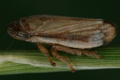 Neophilaenus infumatus  Steppen-Schaumzikade M1 2