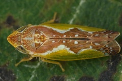 Platymetopius undatus M10 2