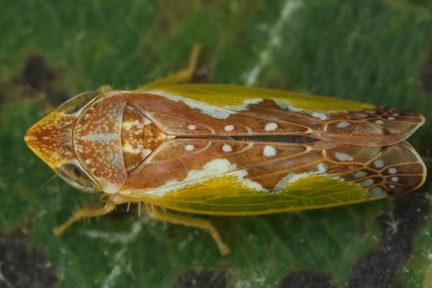 Platymetopius undatus M10 2