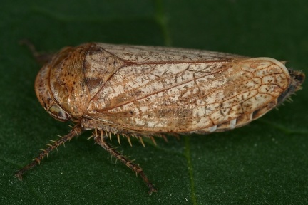 Selenocephalus obsoletus W6 2