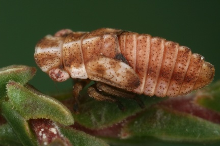Ulopa reticulata  Heidekraut-Zikade L8 2