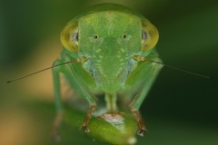 Viridicerus ustulatus  Gr  ne Winkerzikade M14 2