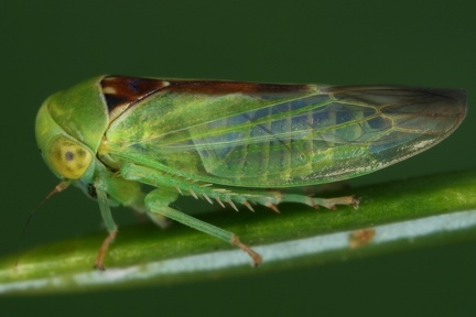 Viridicerus ustulatus  Gr  ne Winkerzikade M8 2