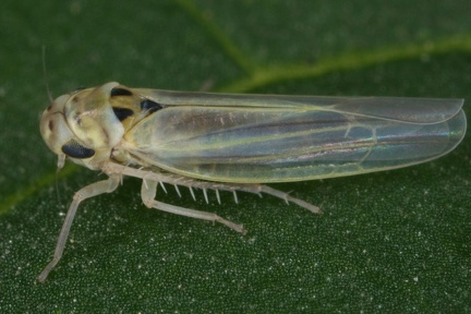 Zyginidia pullula    stliche Blattzikade M3 2