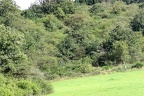 IMG 4497