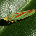 IMG 4718