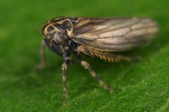Anaceratagallia venosa  Klee-Dickkopfzikade M1