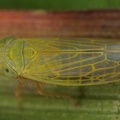 Psammotettix cephalotes  Zittergras-Sandzirpe M2 1