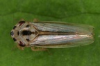 Rhopalopyx adumbrata  Bergschwingel-Zirpe M3 1