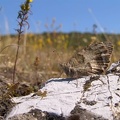 DSC01524