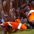 Amphiprion ocellaris  False Clown Anemonefish 1 3