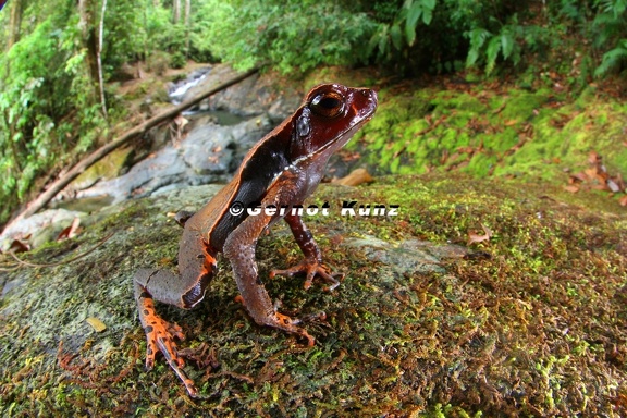Bufo haematiticus 2 2