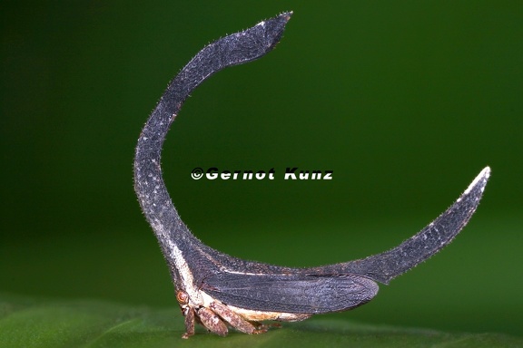 Cladonota apicalis 6 2