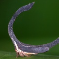 Cladonota apicalis 6 2