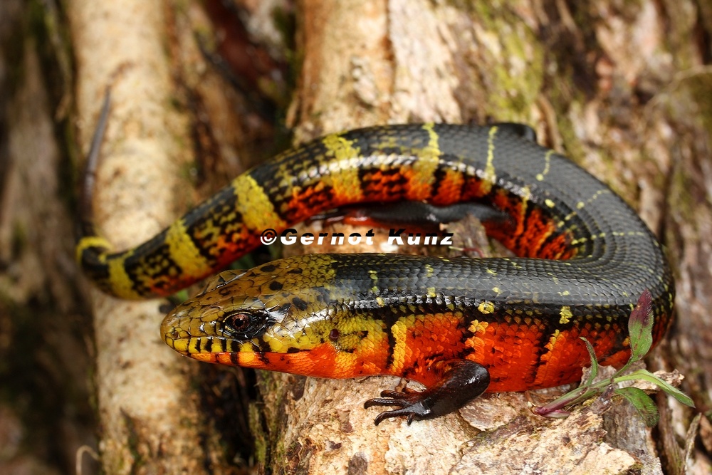 Diploglossus monotropis  Schleiche 6 2