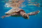 Eretmochelys imbricata  Hawksbill Sea Turtle  Echte Karettschildkr  te 1 2