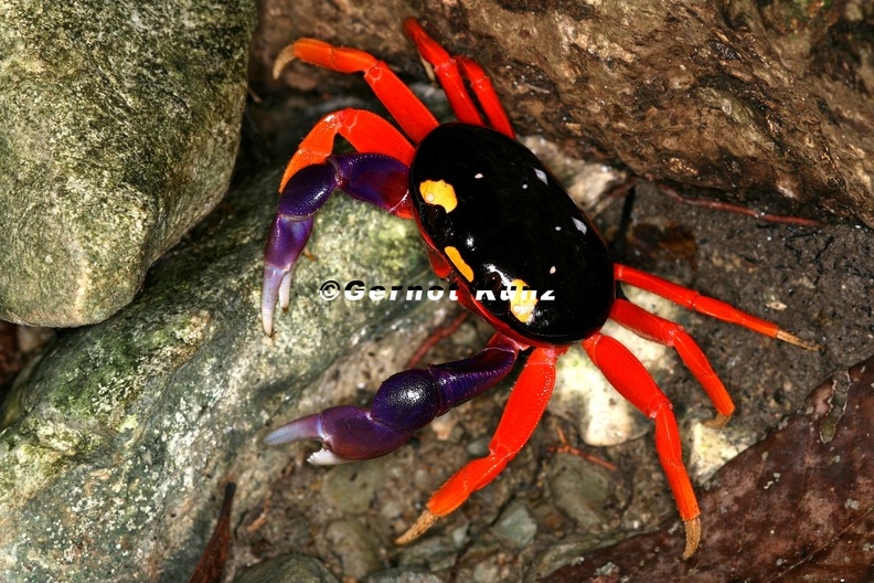 Gecarcinus_quadratus__Halloween_crab_1.jpg