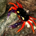 Gecarcinus quadratus  Halloween crab 1