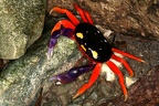 Gecarcinus quadratus  Halloween crab 1